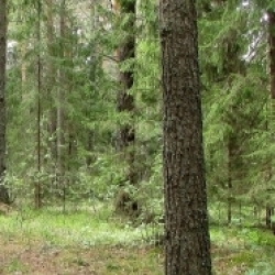 Тайга